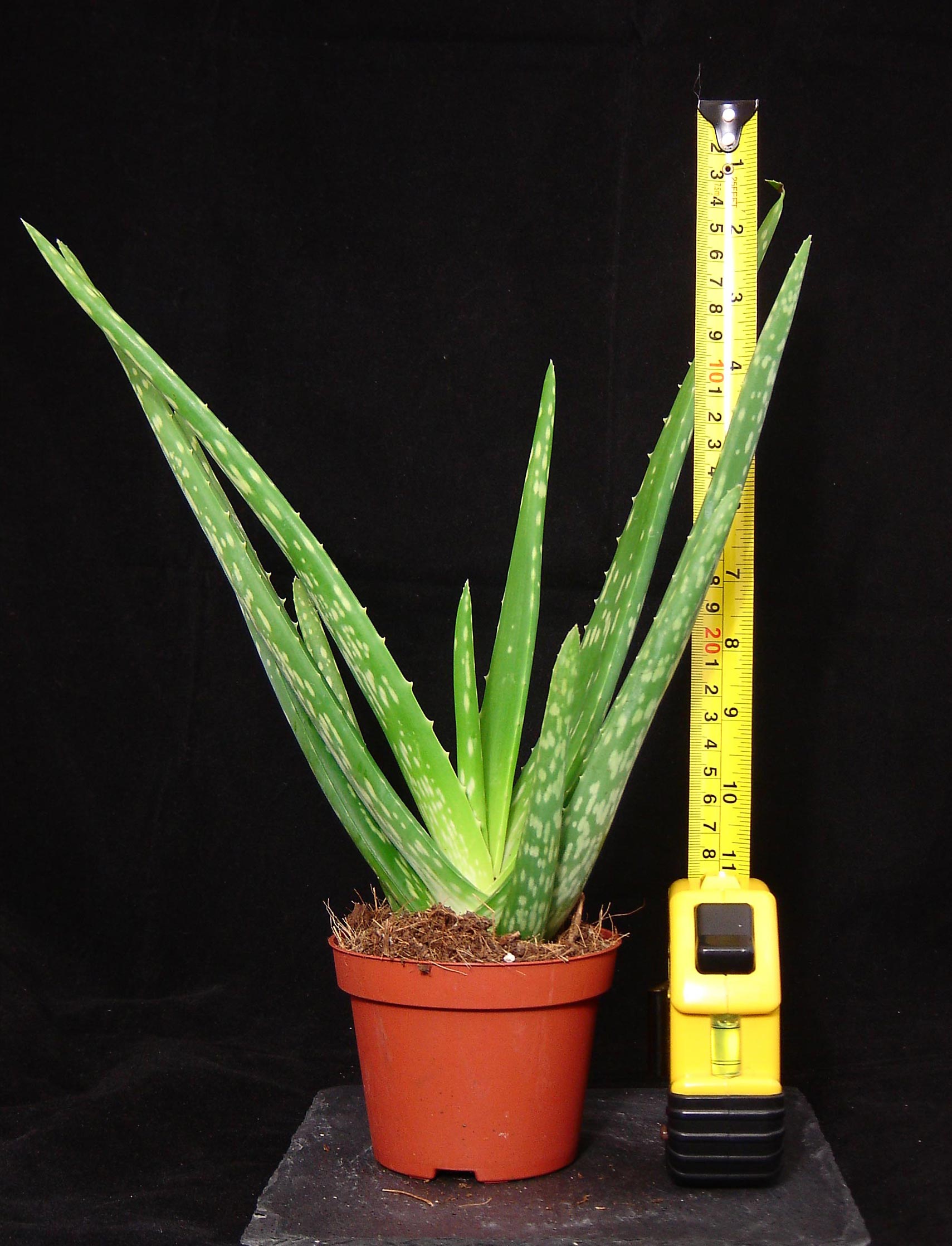 EVERGREEN ALOE VERA IN POT MEDICINAL INDOOR OUTDOOR HOUSE PLANT AGOVE